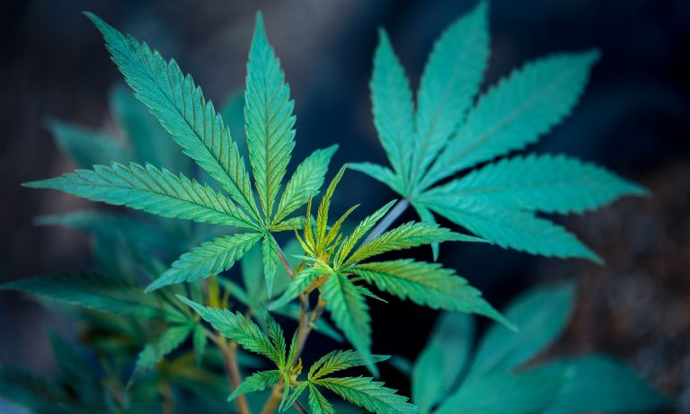 Legal Adult-Use Marijuana In Michigan Looks Promising