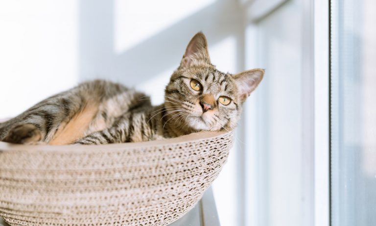 Meowijuana: The Kind Catnip Craze for Cats