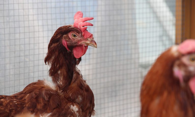 Overly Affectionate Chicken Owners Warned Against Dressing Up Birds For Halloween