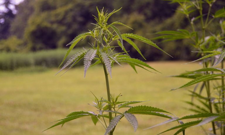 Southern Illinois University To Study Hemp And Marijuana