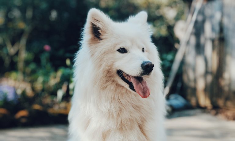 The Difference Between CBD Oils For Humans And Dogs