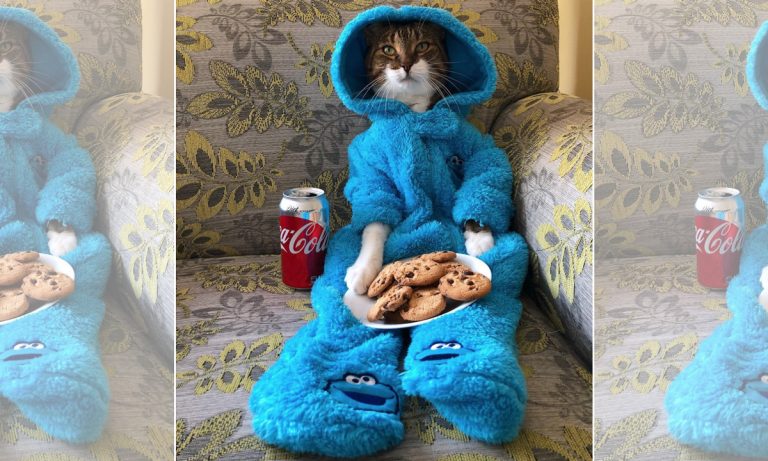 Australian US Embassy Apologizes After Accidentally Sending Out Cat Picture