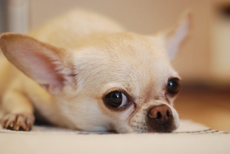 Dogs Of Instagram: The Chihuahua