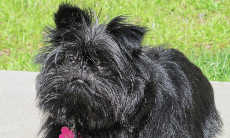 Dogs Of Instagram: The Affenpinscher