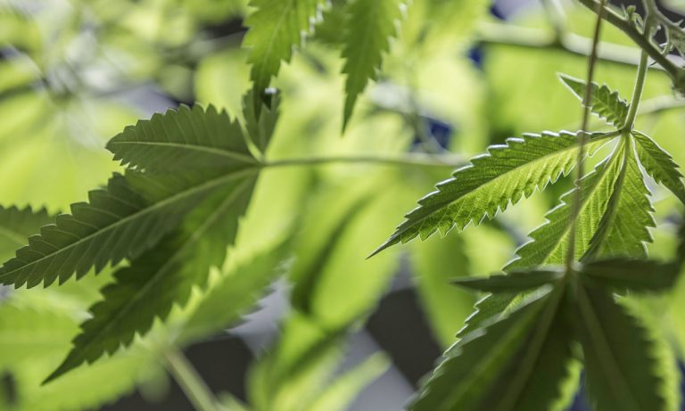 4 Ways On How To Use Raw Cannabis Leaves