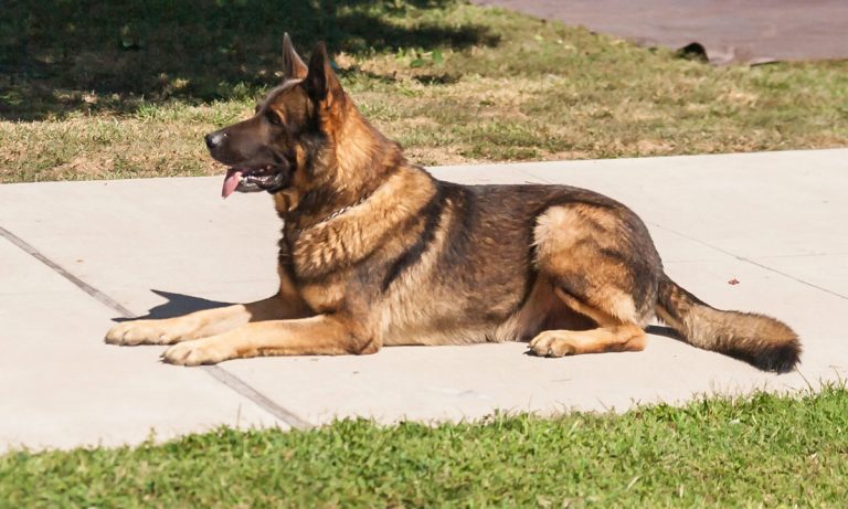 Marijuana Legalization Forcing Sniffer Dogs To Retire Early