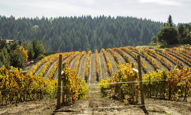 Much Like Its Varietal Wines, California Cannabis Varies By Region