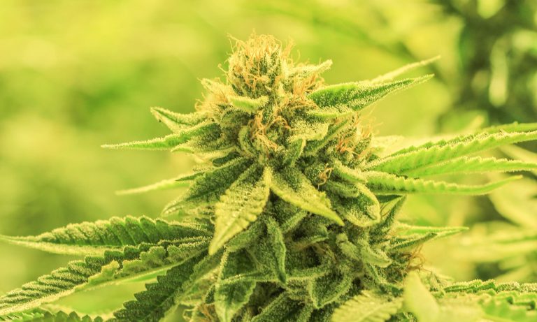 Report: The Future Of Cannabis Flowers Is A Total Boom