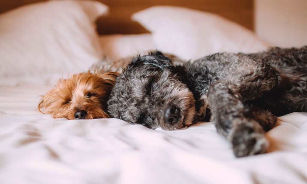 new study says that women who sleep with dogs have more restful nights