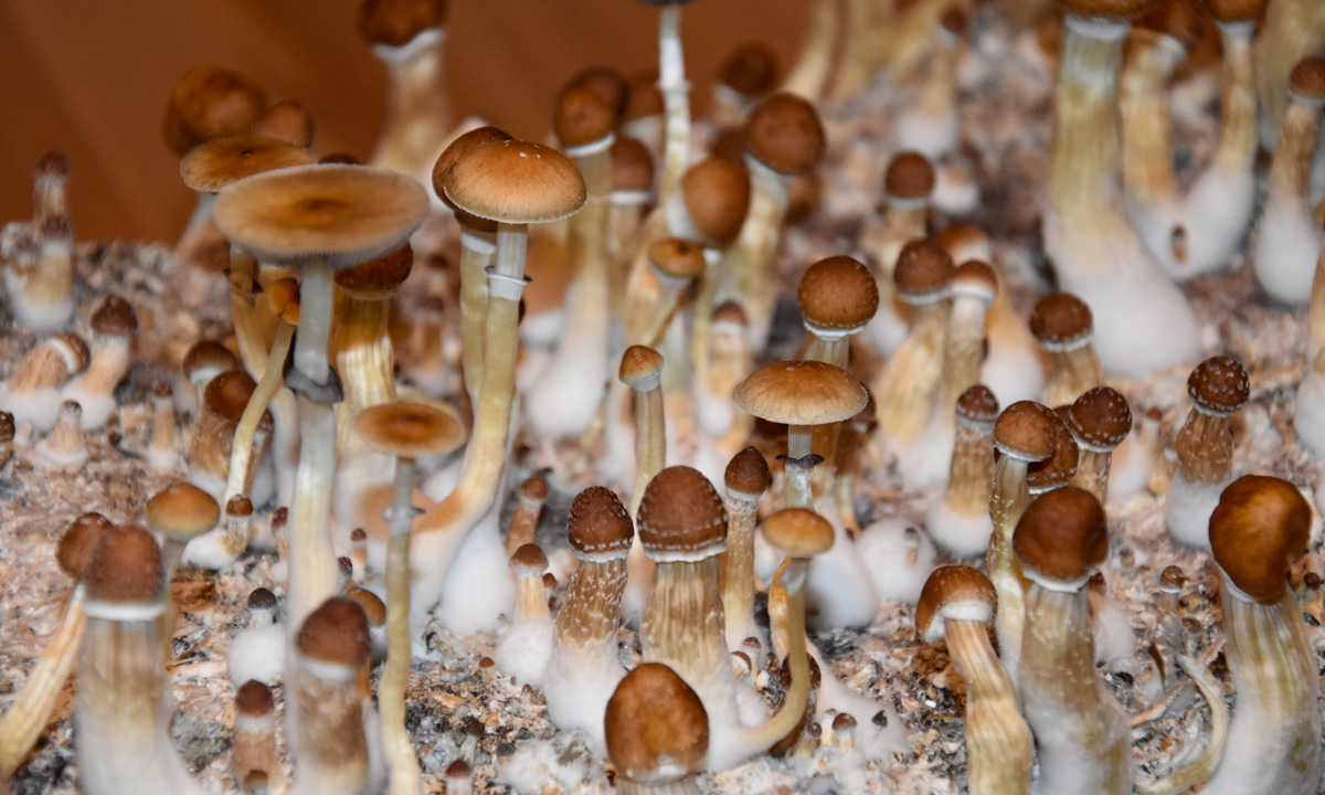 Magic Mushrooms Could Be Legal Medicine By 2021 The Fresh Toast