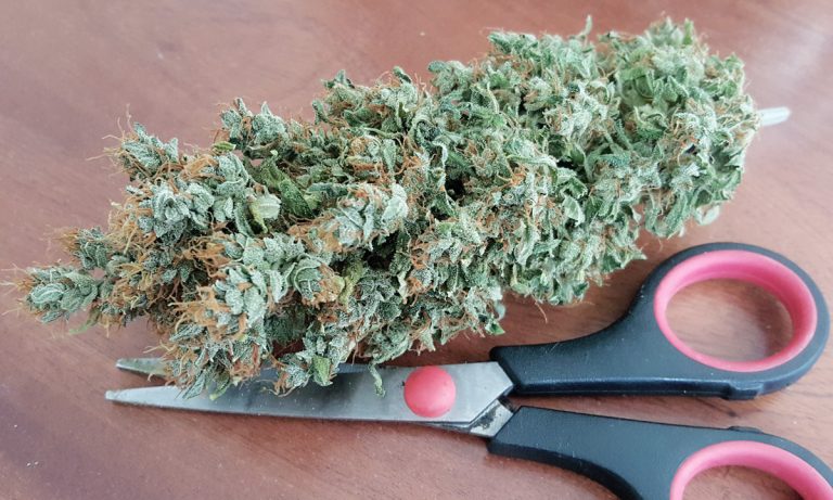 Tear, Cut Or Grind, How Do You Break Up Your Bud