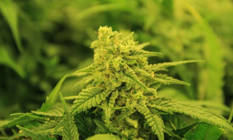 FDA Got Flooded With Comments After Asking For Public Opinion On Marijuana