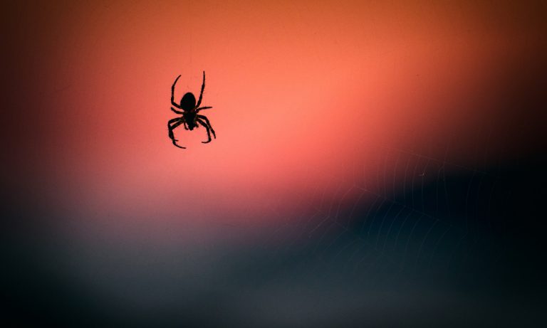 Want To Keep Spiders Out Of Your House? Do This