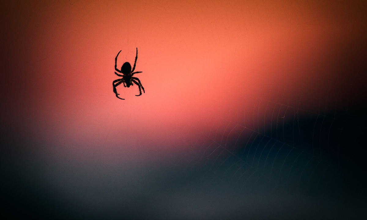 Want To Keep Spiders Out Of Your House? Do This - The ...