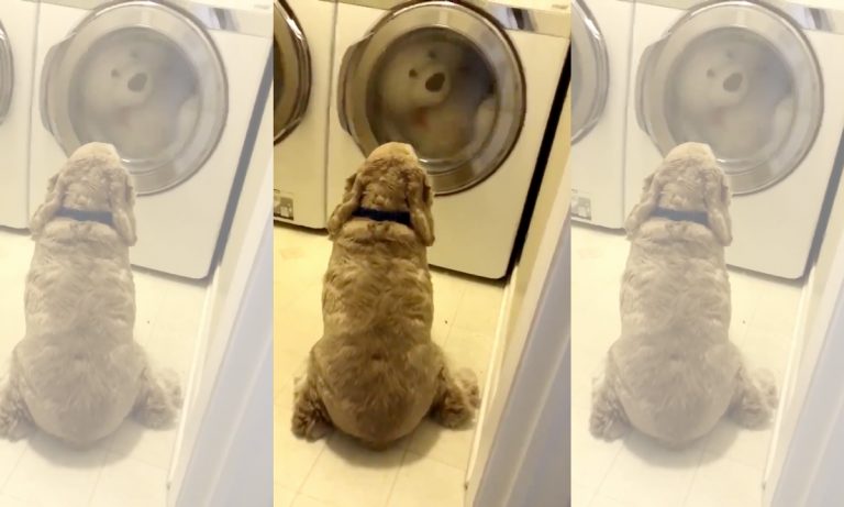 WATCH: This Dog Never Leaves His Stuffed Bear, Even While It’s Being Washed