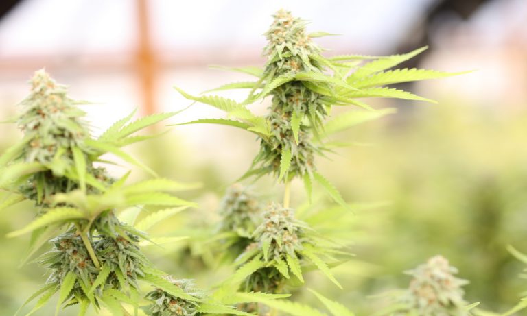 Why Sativas Are Often The Answer To Anxiety Over Indicas