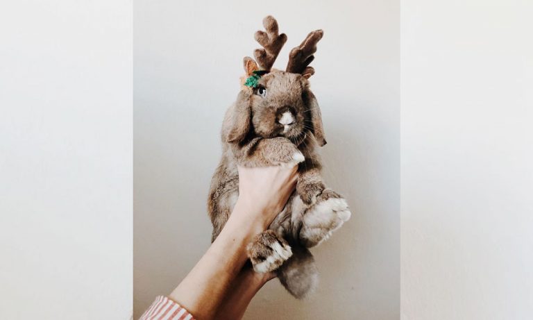 9 Unusual Pets Dressed In Their Best Holiday Outfits