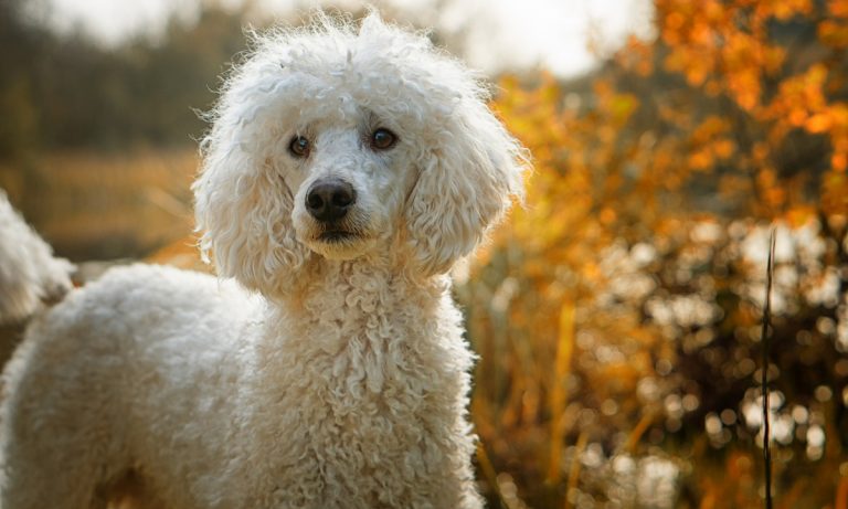 Dogs Of Instagram: The Poodle