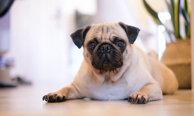 Dogs Of Instagram: The Pug