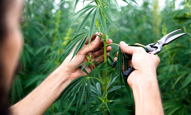 Don’t Get Too Excited About Hemp-Mania And CBD Just Yet