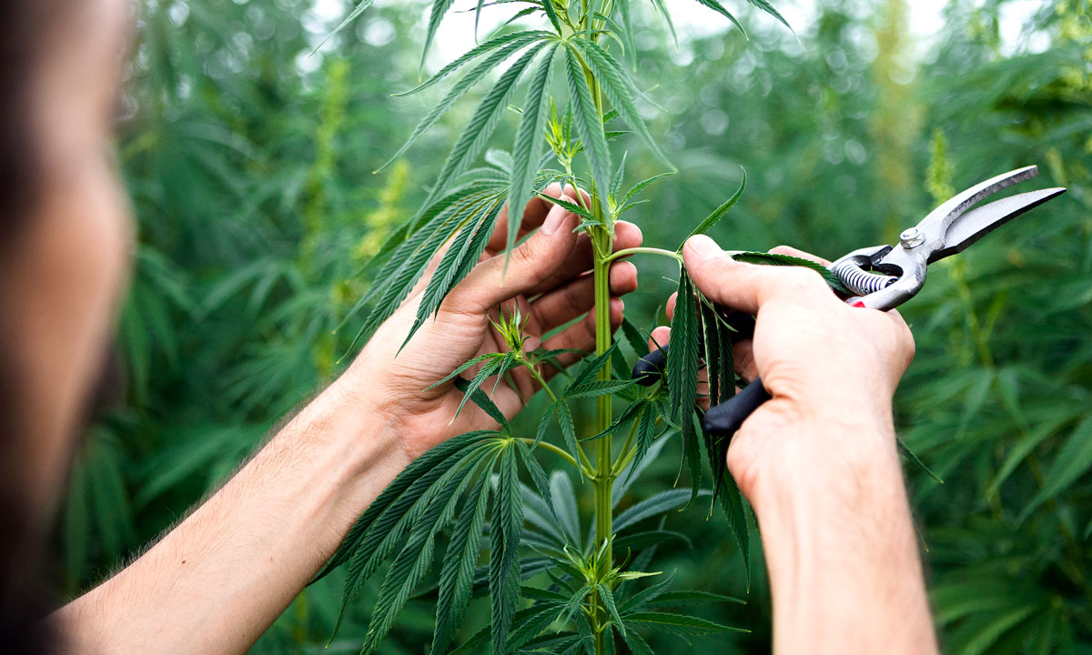 Don't Get Too Excited About Hemp-Mania And CBD Just Yet