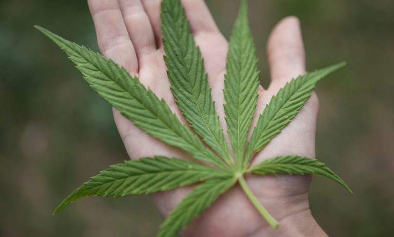 Green Market Report: Cannabis Trends for 2019