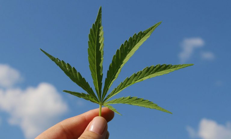 Hemp Is Officially Legal In The United States