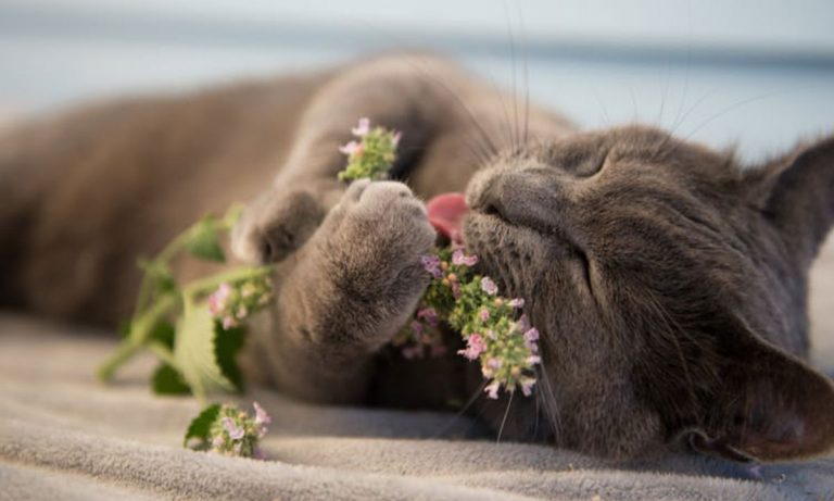 Is It Unethical To Give Your Cat Catnip?