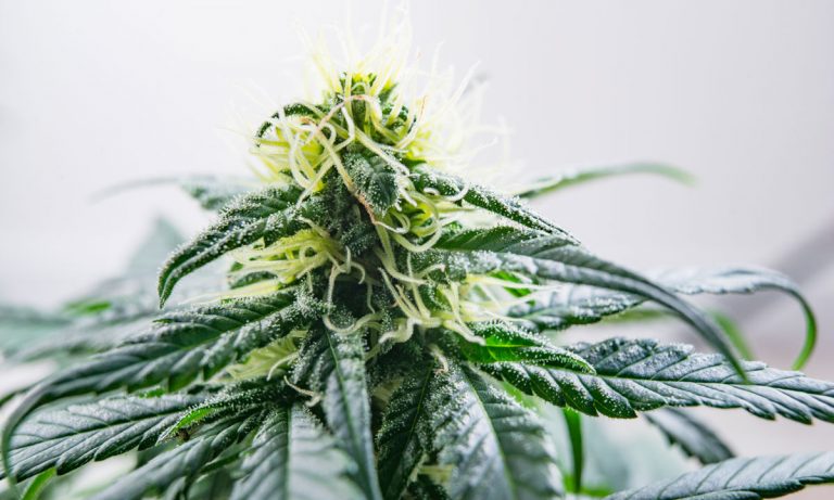 Jack Herer: The Strain, The Legend, The Emperor Of Hemp