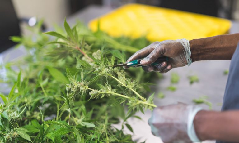 Marijuana Legalization Would Eliminate Drug Smuggling Better Than Trump’s Wall