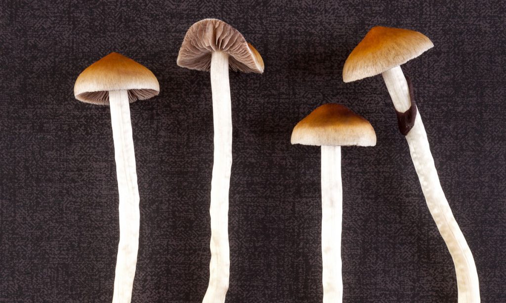 oregon is seriously considering legalizing psilocybin mushrooms