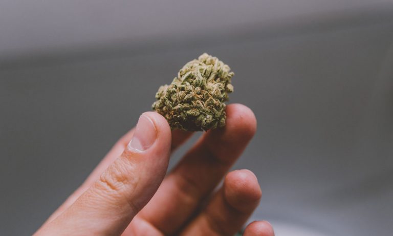 Terpenes In Cannabis And Their Impact On Health