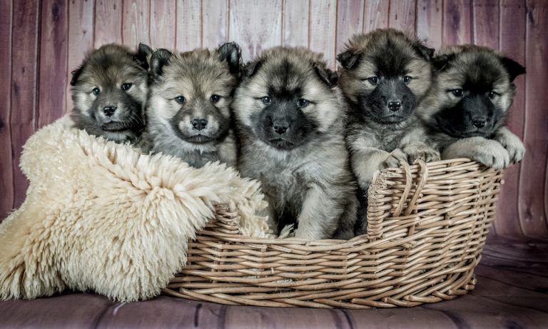 Behind Our Desire To Squeeze Cute Puppies