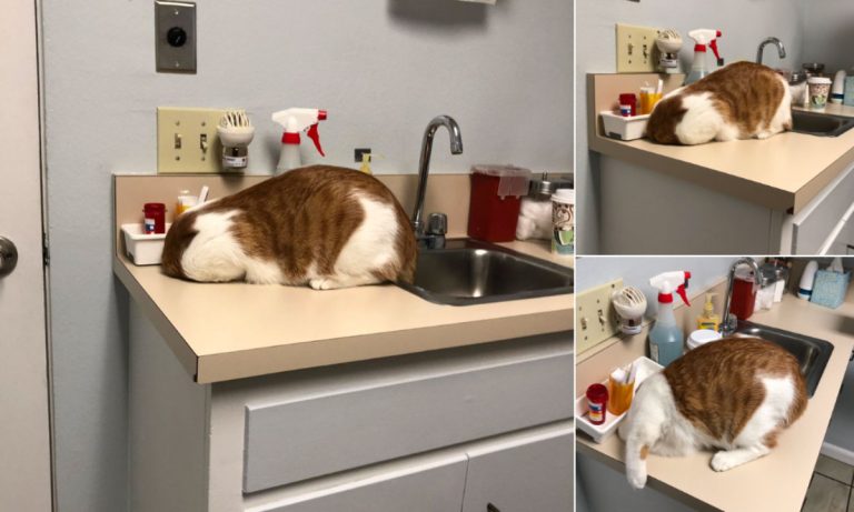 This Cat Has An Unusual Way Of Showing Its Hatred For The Vet
