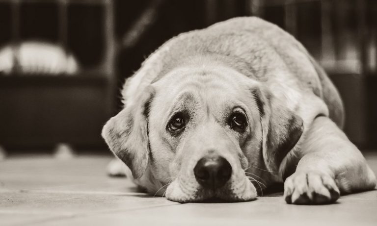 Subtle Signs Your Dog Is Depressed