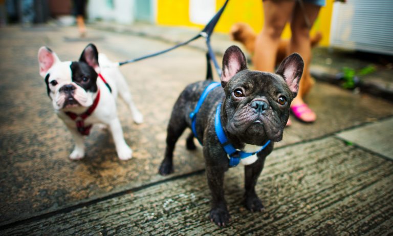 Dogs Of Instagram: French Bulldog