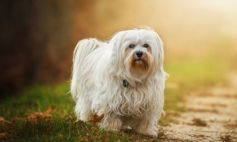 Dogs Of Instagram: Havanese