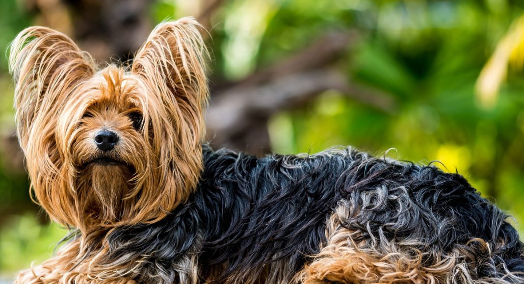 Dogs Of Instagram: Yorkshire Terrier - The Fresh Toast