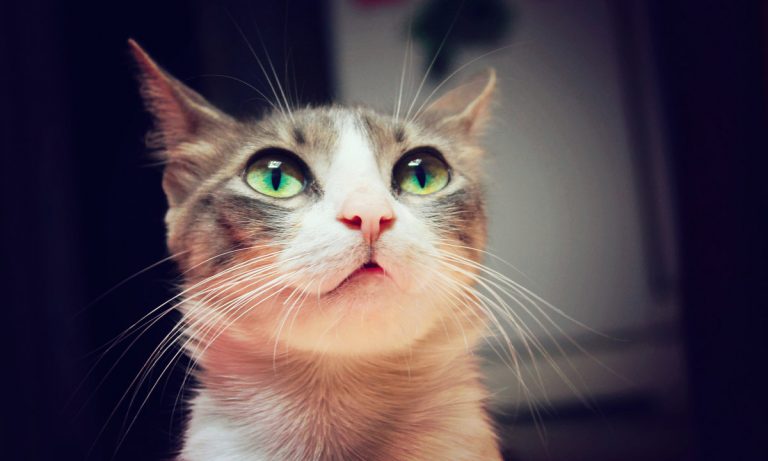 The Truth About CBD For Your Pets