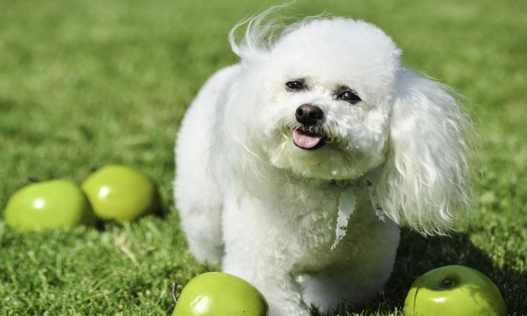 Dogs Of Instagram: Bichon Frise