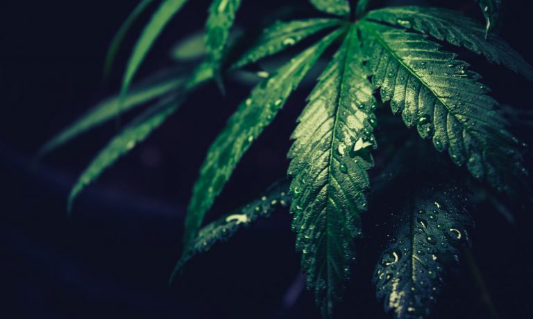 How Marijuana Stock Photography Got Out Of Control