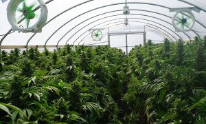 OSHA Closed Can Effect Alcohol And Cannabis