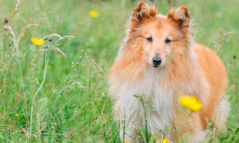 Dogs Of Instagram: Shetland Sheepdog