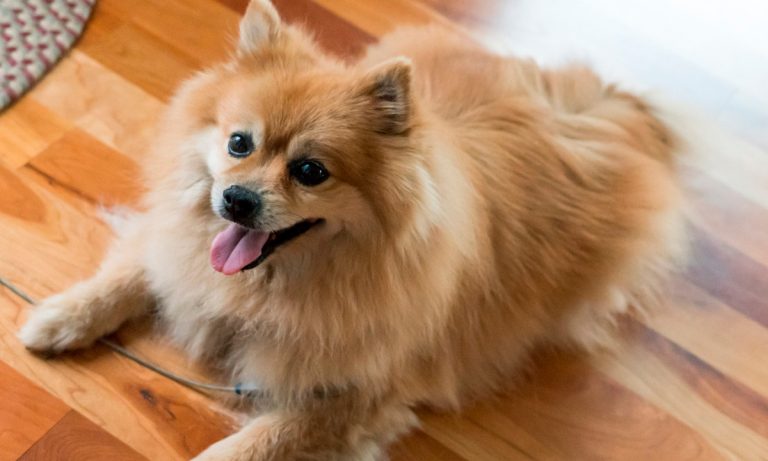 Dogs Of Instagram: The Pomeranian