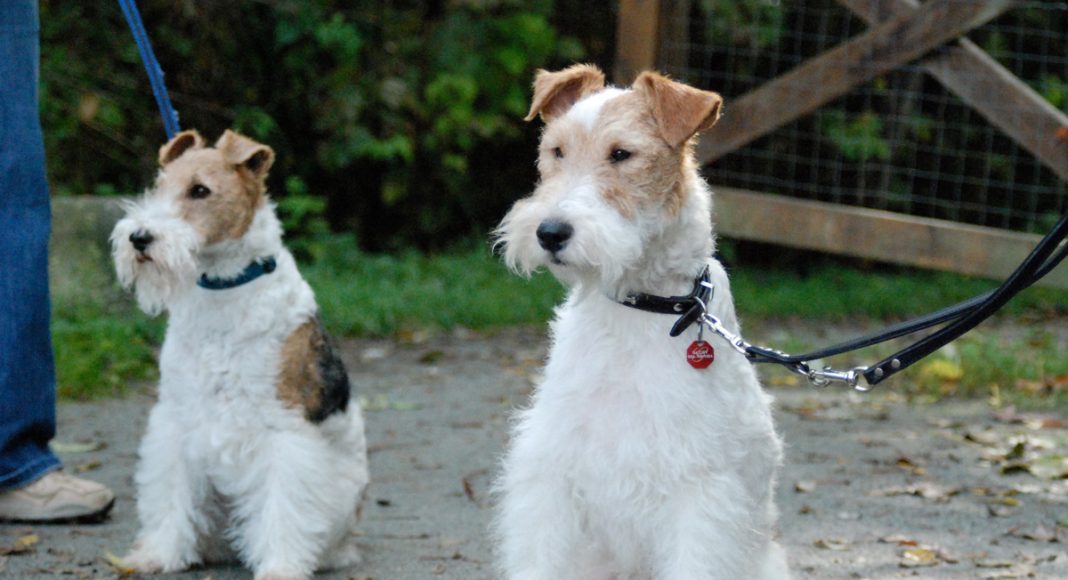 famous wire fox terriers