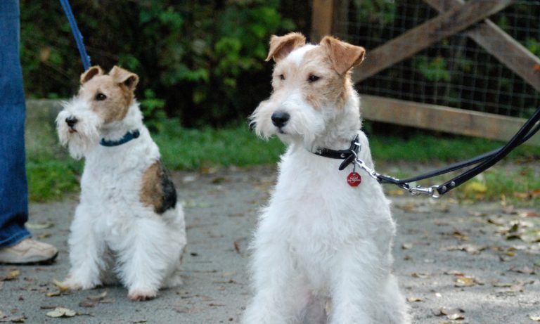 Dogs Of Instagram: Wire Fox Terrier