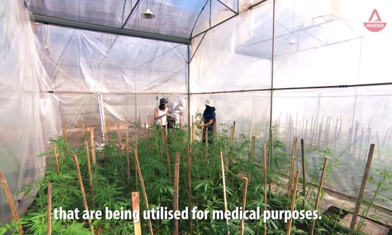Inside Thailand’s First Licensed Cannabis Plantation