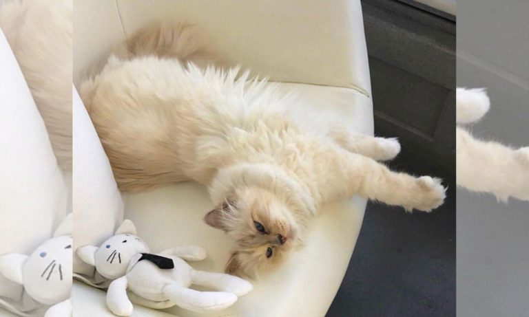 Karl Lagerfeld’s Spoiled Cat May Become World’s Richest Feline