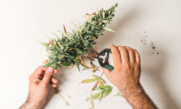 Marijuana Study: THC Could Have More Medical Value Than CBD