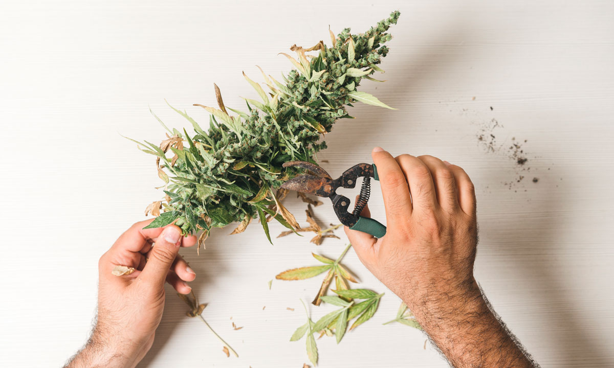 How Must I Grow Weed Indoors?